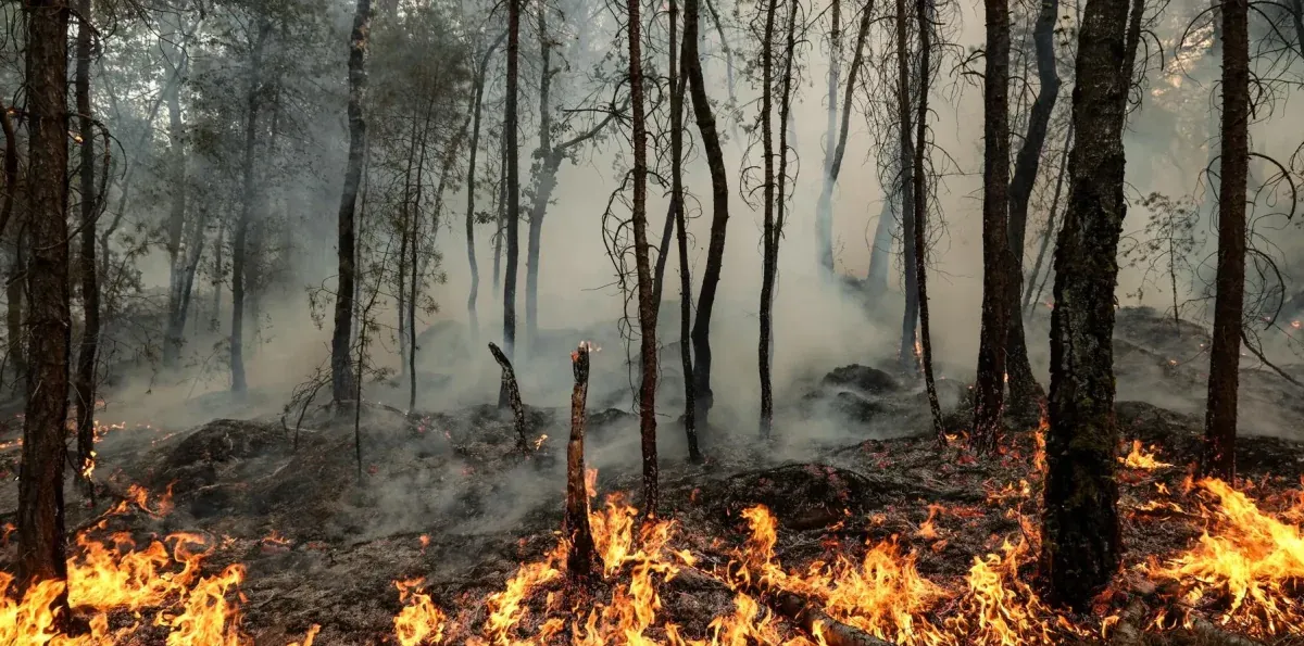 Incendios devoran el sur de Europa: miles de evacuados en Francia e Italia