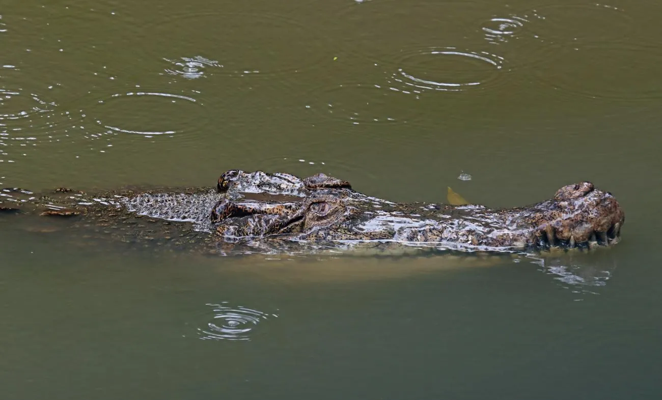 Reptil fue visto nadando en el río Babahoyo ¿Es normal que estén por esta zona?