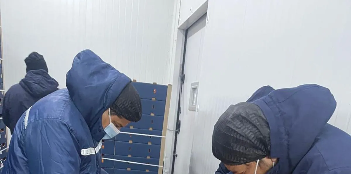 Más de 23.400 kilos de mandarinas de Imbabura fueron exportadas a Estados Unidos