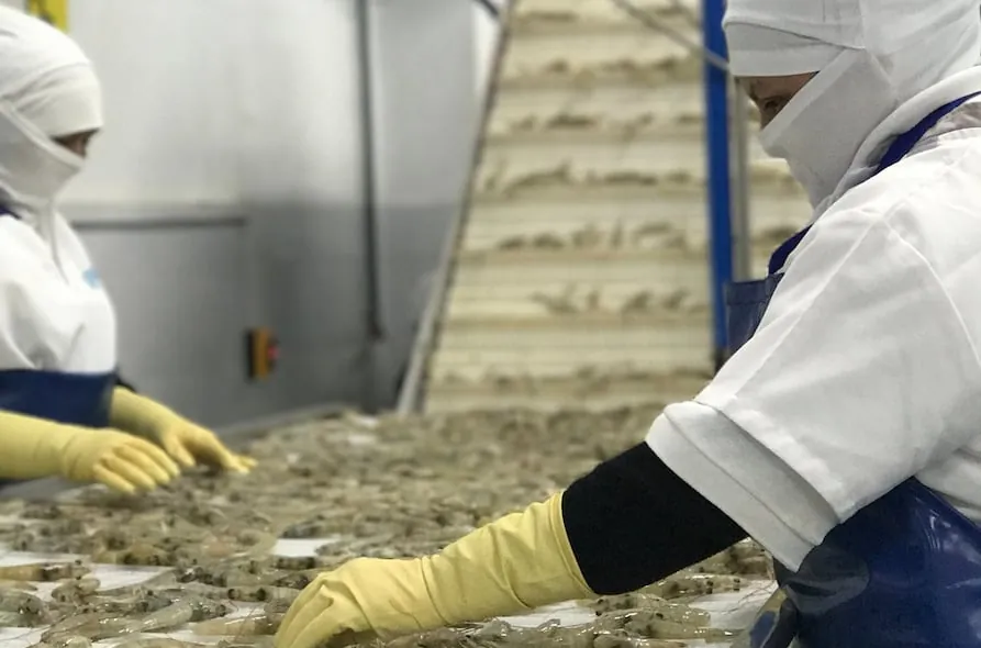 China levanta la suspensión a ocho plantas exportadoras de camarón ecuatoriano