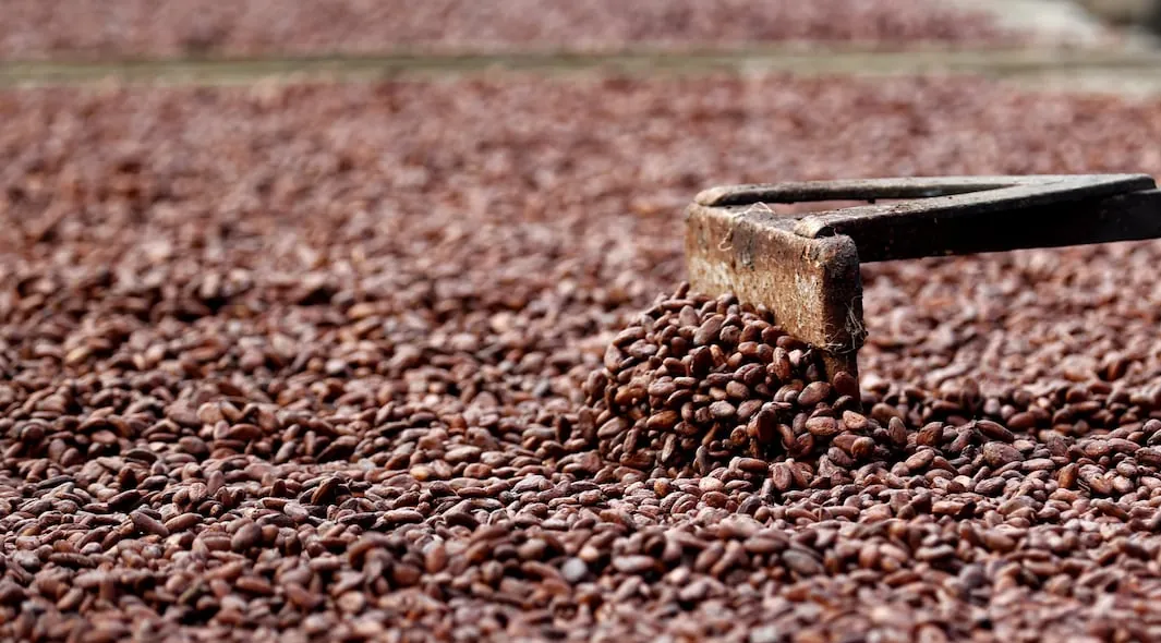 Nueva marca país para posicionar el cacao de Ecuador en la alta industria mundial