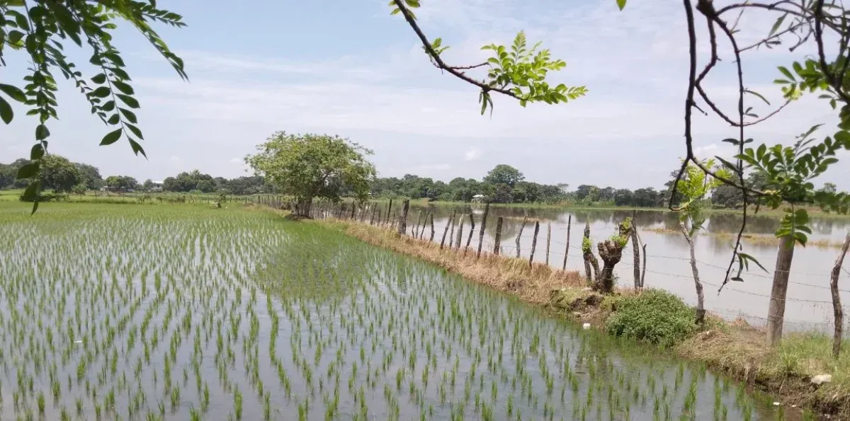 Ecuador exportará 30.000 toneladas de arroz a Colombia: ¿cuándo comenzarán los envíos?