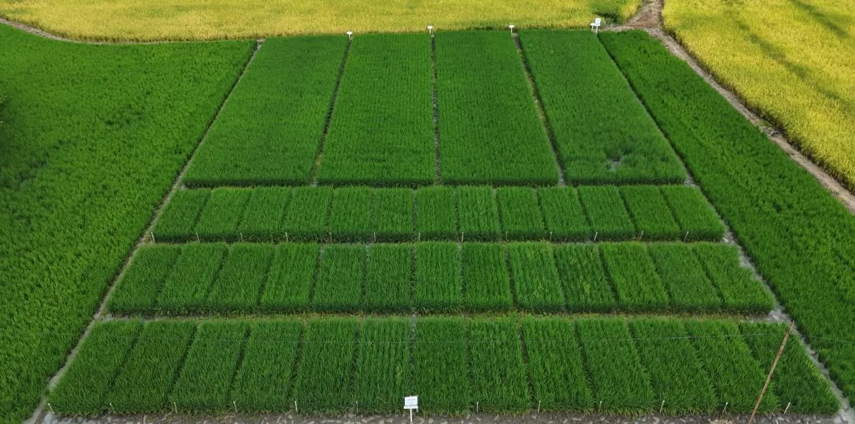 Ecuador comienza a emitir permisos de compra de arroz y reactiva el comercio terrestre con Colombia