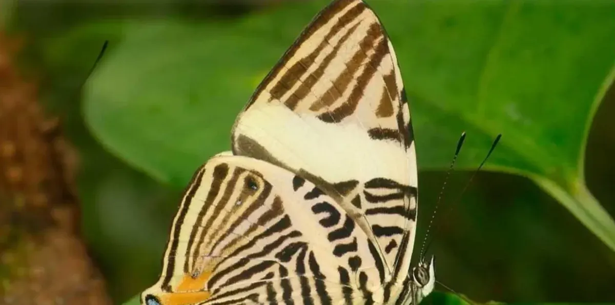 Descubren en Ecuador una nueva especie de mariposa oculta durante décadas por su parecido con otras