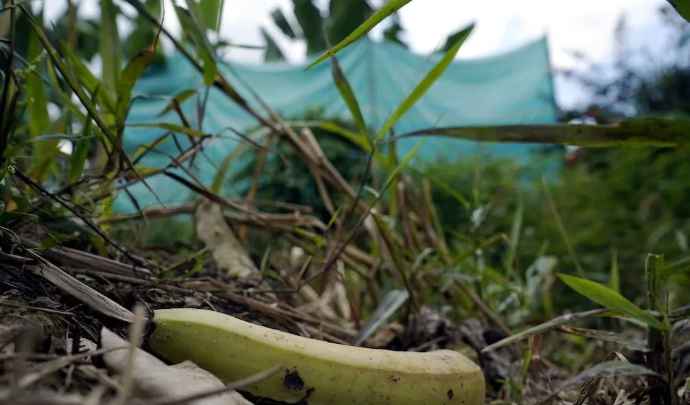 Agrocalidad confirma segundo caso positivo de Fusarium Raza 4 en Ecuador