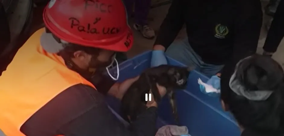 Casi un mes bajo los escombros: el rescate animal más extraordinario tras los terremotos del 24 de junio en Venezuela