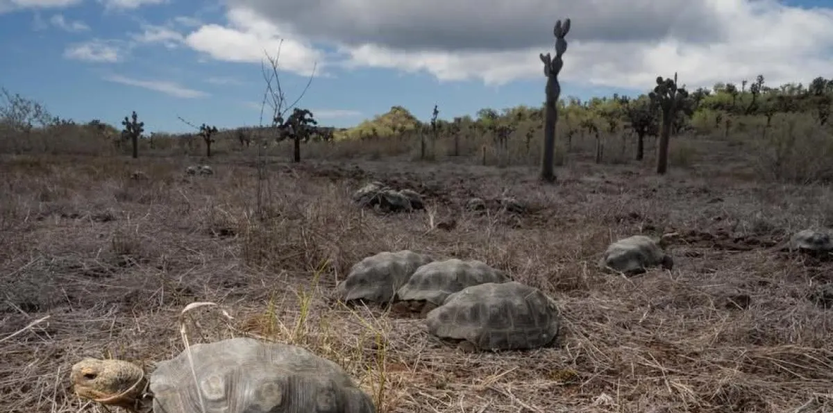 Corte ratifica condena de tres años por robo de 123 crías de tortugas gigantes en Galápagos