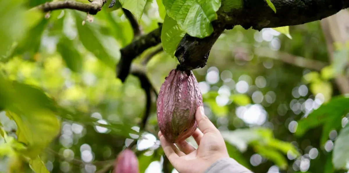 Ecuador abre convocatoria en París para premiar productos innovadores derivados del cacao