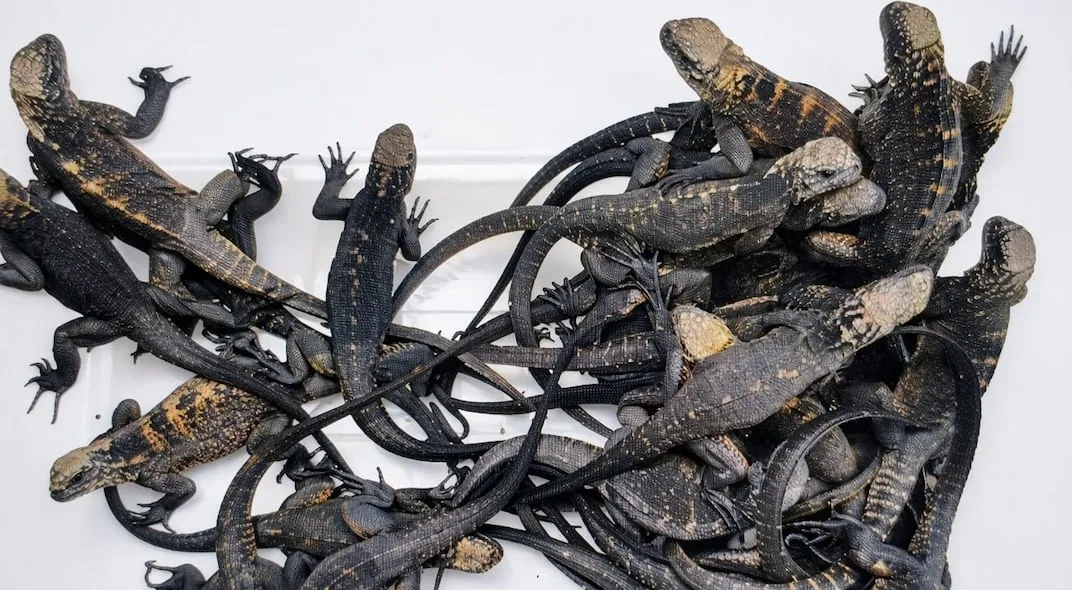 Las 32 iguanas marinas de Galápagos halladas en Quito ya reciben atención en un centro de conservación