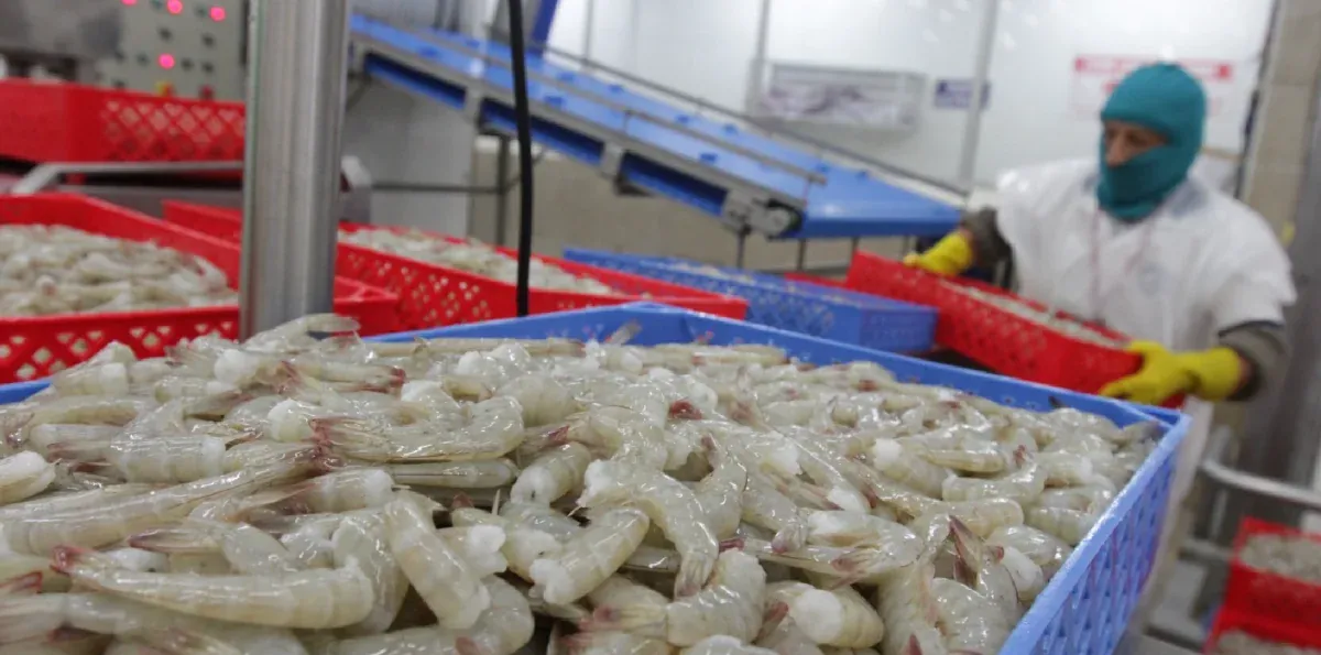 Crisis del camarón con China: CNA pide solución urgente para las empresas afectadas