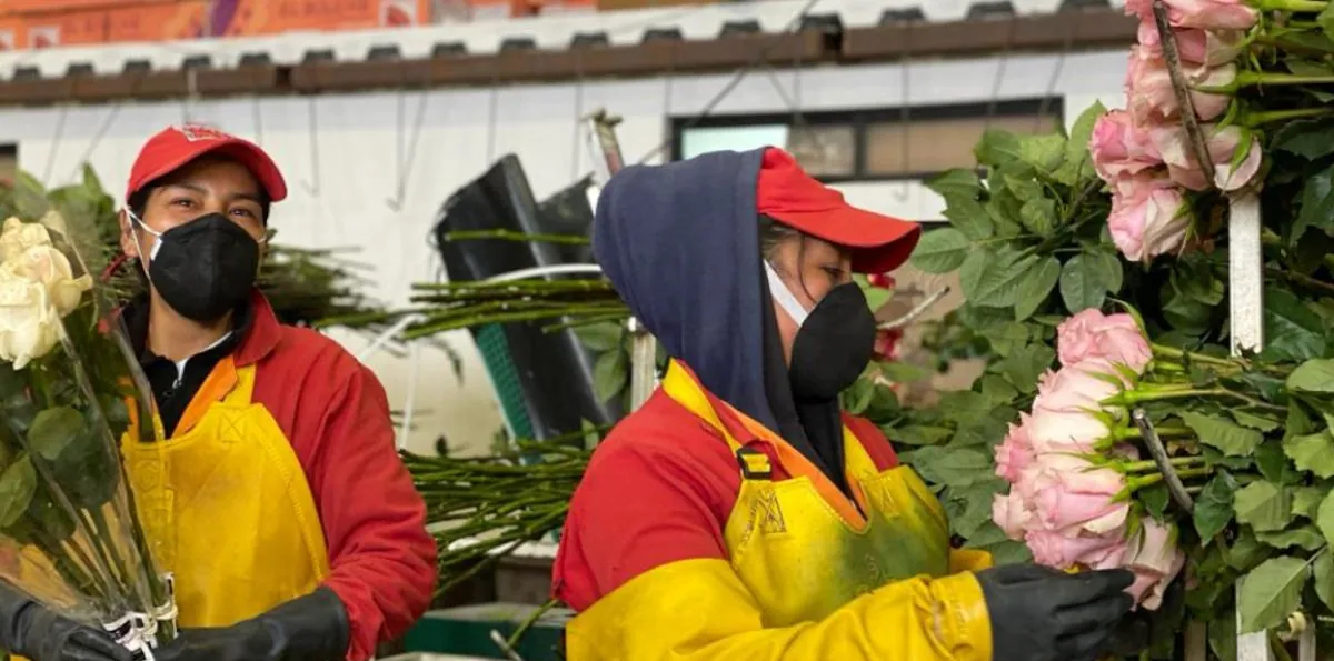 Rosas y otras flores están entre los productos estrella de exportación de Ecuador que entrarán con 0% de arancel a Canadá por TLC
