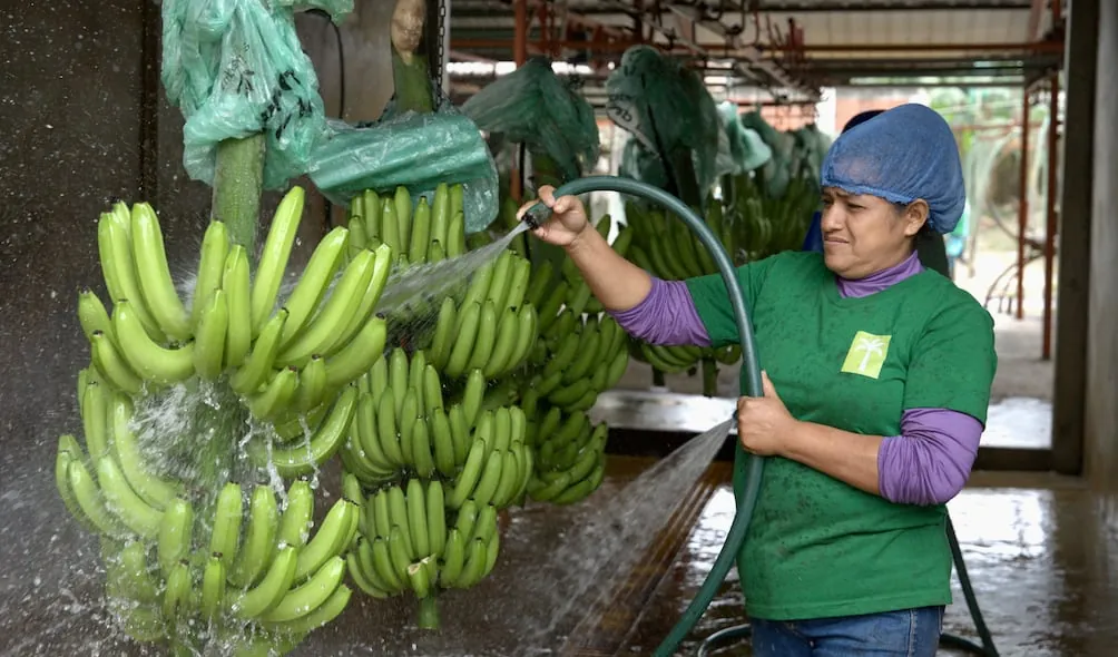 Sector bananero ratifica tolerancia cero al trabajo forzoso e infantil y resalta exoneración arancelaria en EE. UU.
