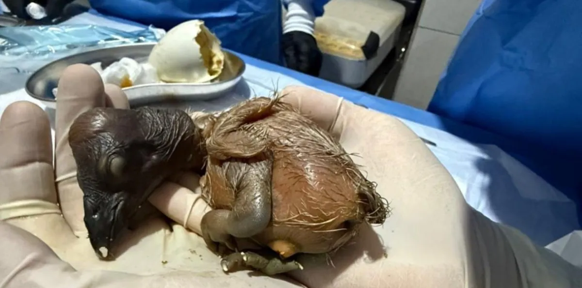 El nacimiento de una pichona de cóndor andino emociona a Ecuador: por qué es un hecho histórico