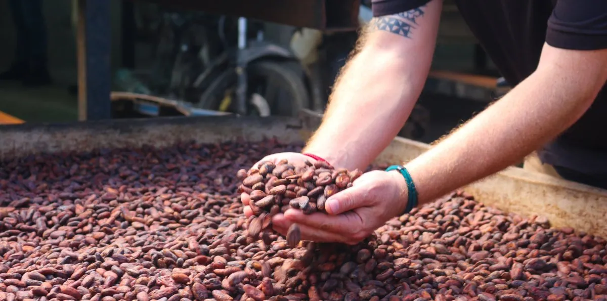 Los cortes eléctricos frenan la producción de cacao y ponen en riesgo las exportaciones