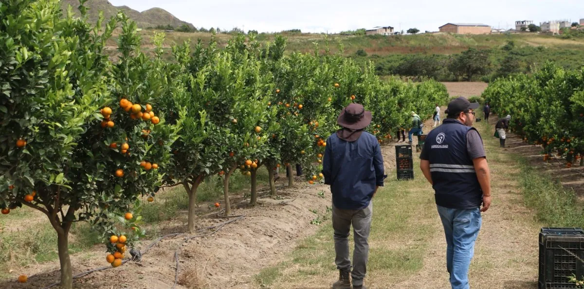 Mandarina Tango ecuatoriana abre su temporada de exportación a EE.UU. con primer embarque del 2026