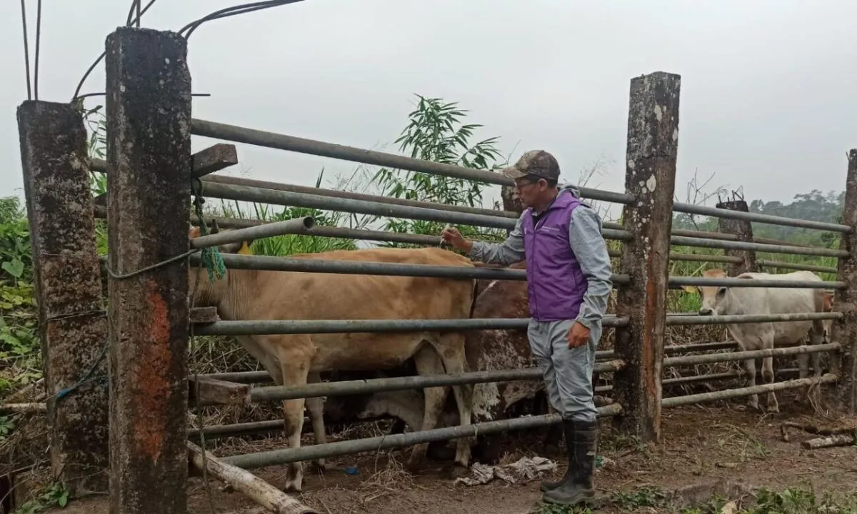 Agricultura emite recomendaciones para el sector ganadero frente al fenómeno de El Niño