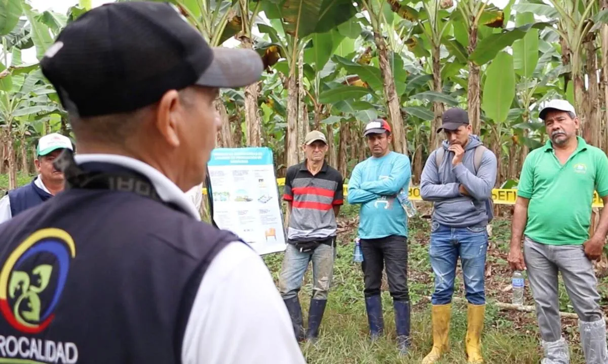 Gobierno de Ecuador capacita a 4 295 productores para blindar plantaciones de plátano y banano